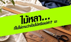 ไม้หลา…ที่ไม่ใช่ถามว่าเป็นไม้หรือเปล่า? นะ